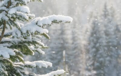 Navigating Grief During the Holidays: Find Calm Amidst the Storm